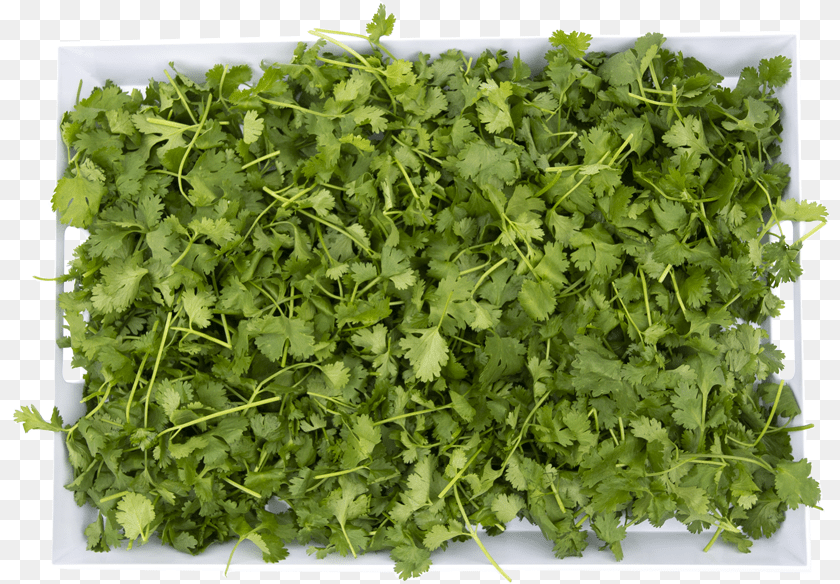 819x584 Parsley, Cilantro, Food, Herbs, Plant PNG