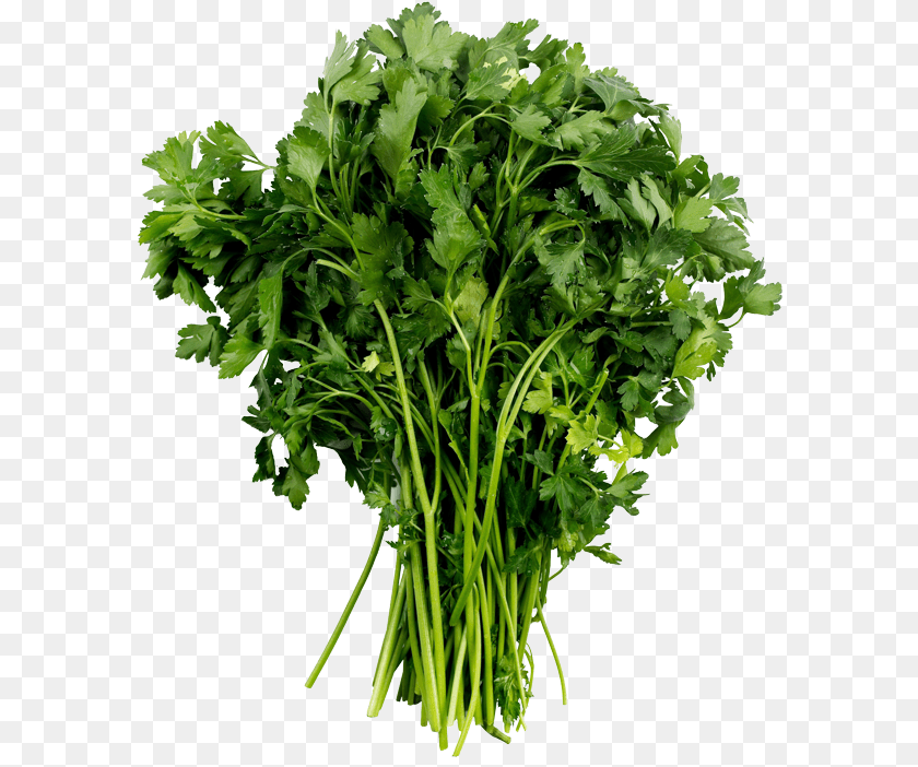 Parsley Plant, Herbs, Cilantro, Food Sticker PNG