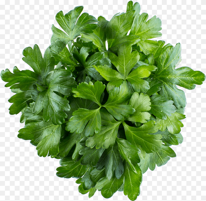 1058x1035 Parsley Water Celery, Herbs, Plant Transparent PNG