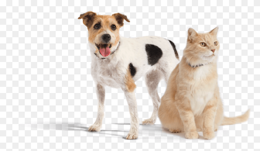 809x443 Parson Russell Terrier, Dog, Pet, Canine HD PNG Download