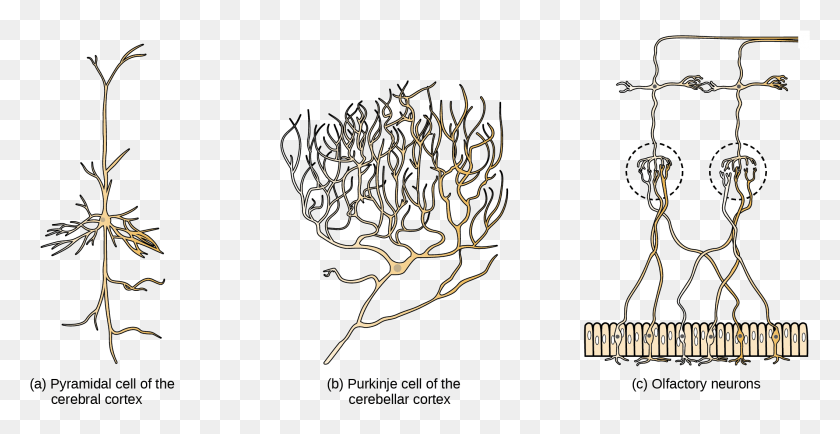 2118x1016 Part A Shows A Pyramidal Cell With Two Long Branched Dendrites Of Pyramidal Cells, Skin, Nature HD PNG Download