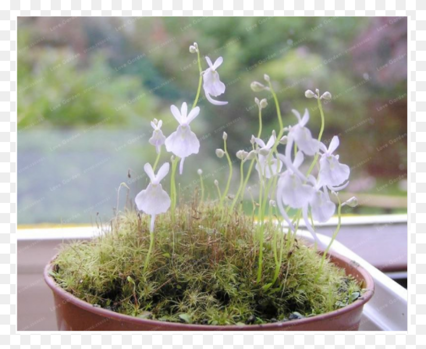 901x726 Particles Bag Small White Rabbit Bladderwort Carnivorous Sandersonii, Moss, Plant, Flower HD PNG Download