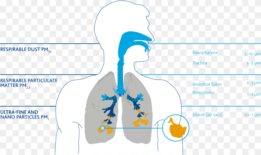 1342x799 Particles In The Respiratory Tract Pm Particles Respiratory Tract, Body Part, Person, Face, Head Sticker PNG