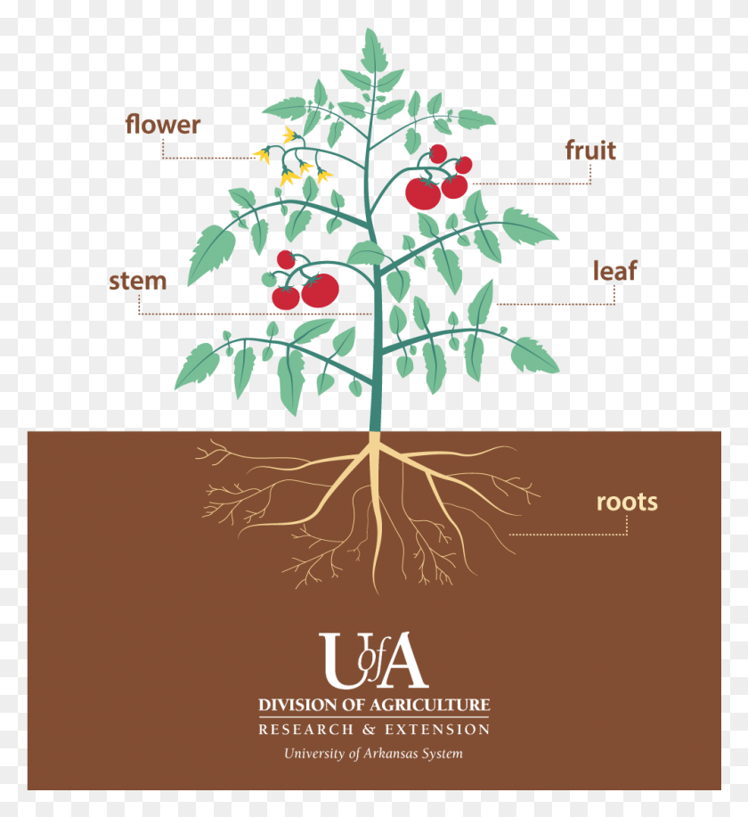 1001x1101 Parts Of A Tomato Plant Morphology Of Tomato Plant, Advertisement, Poster, Food HD PNG Download