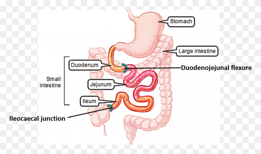 838x469 Parts Of Small Intestine Parts Of Gastrointestinal Tract, Jaw, Stomach, Ear HD PNG Download