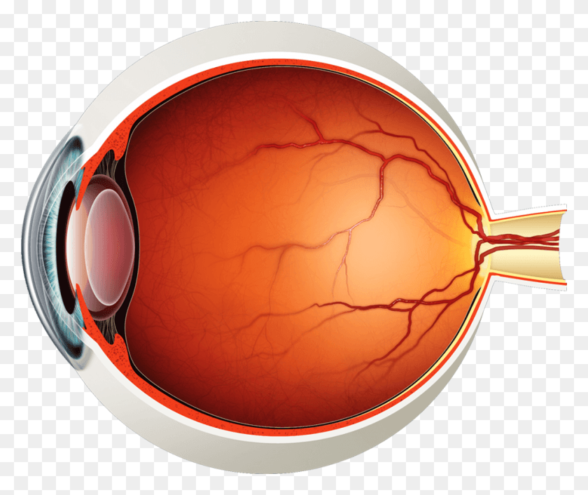 957x794 Части Глаз Анатомия Человеческого Глаза, Лампа, Шлем, Одежда Hd Png Скачать