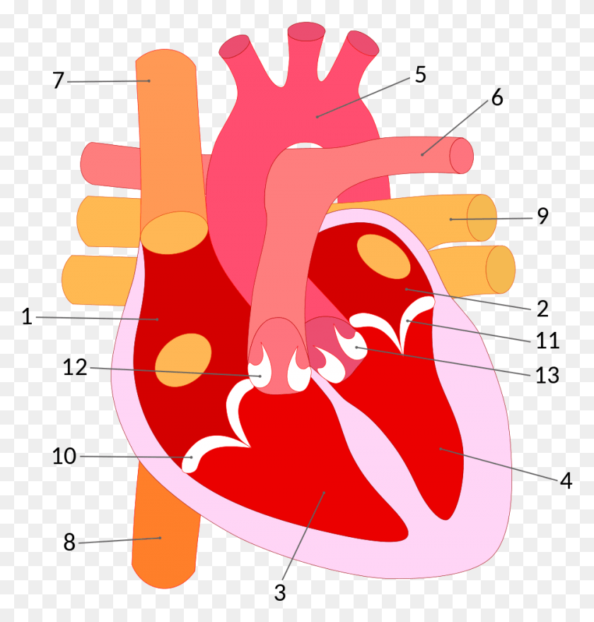 936x983 Parts Of The Heart, Hand, Dynamite, Bomb HD PNG Download