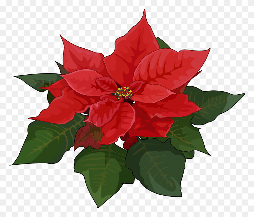 2795x2359 Pascuas Poinsettia, Planta, Hoja, Flor Hd Png