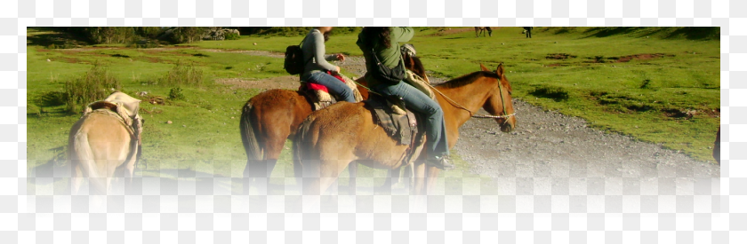 1364x377 Passeio A Cavalo Competitive Trail Riding, Person, Human, Horse HD PNG Download