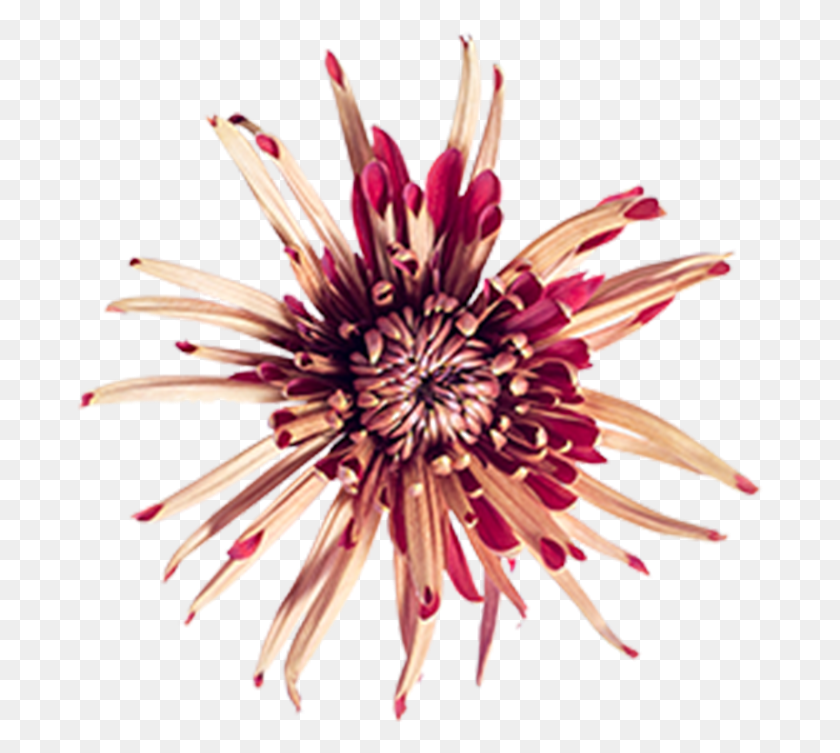 687x693 Passion Flower, Dahlia, Plant, Blossom HD PNG Download