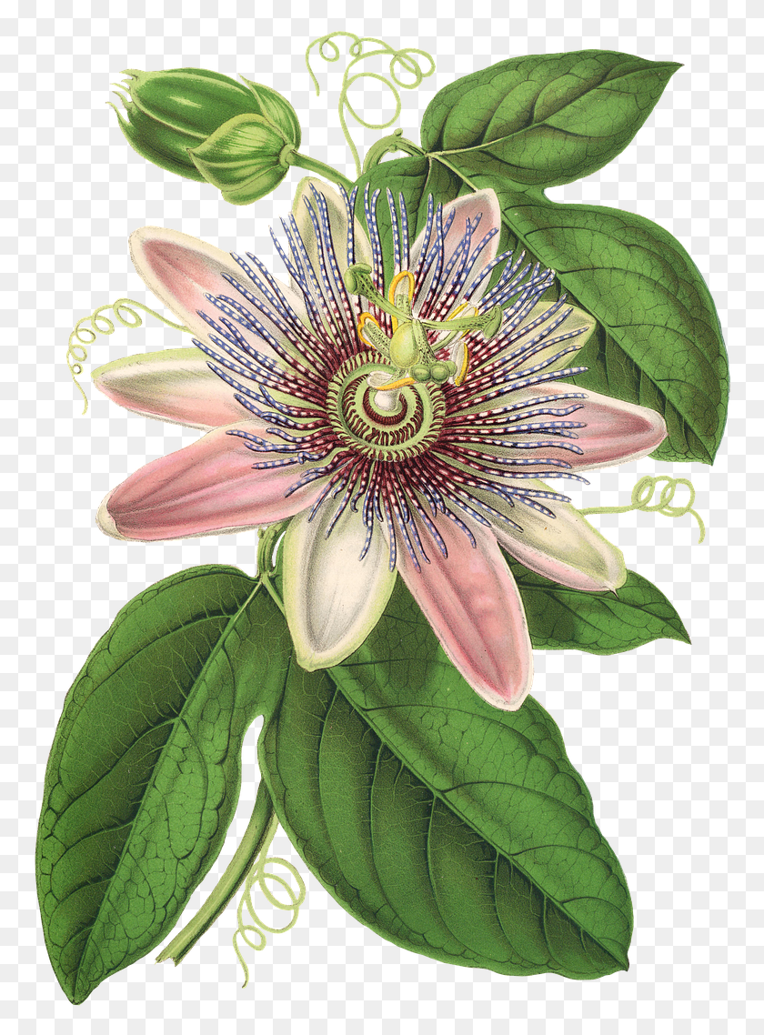 770x1078 Passion Flower Flower Plant Blossom Bloom Vintage Passion Flower Small Drawing, Pollen, Acanthaceae, Pond Lily HD PNG Download