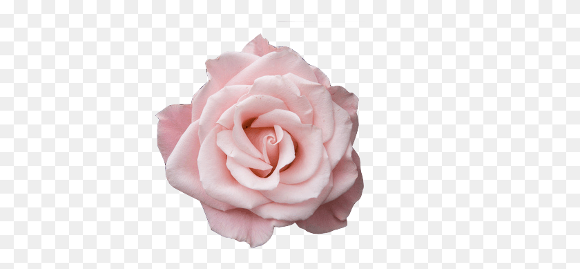 394x329 Pastel Pink Rose Pinkrose Aesthetic Soft Sticker Flower Pastel Pink Flowers Transparent, Rose, Plant, Blossom HD PNG Download
