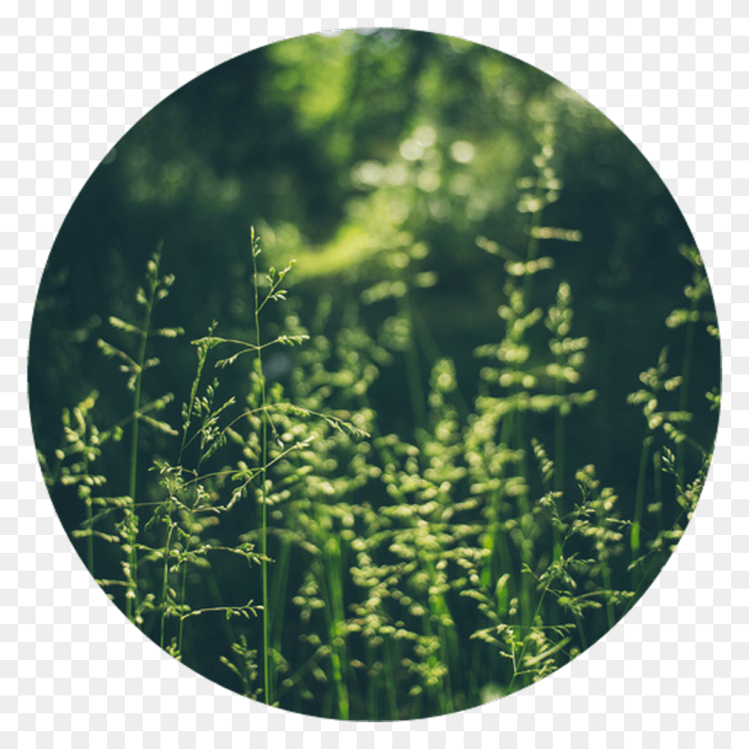1024x1024 Pasto Sticker Circle, Vegetation, Plant, Green HD PNG Download