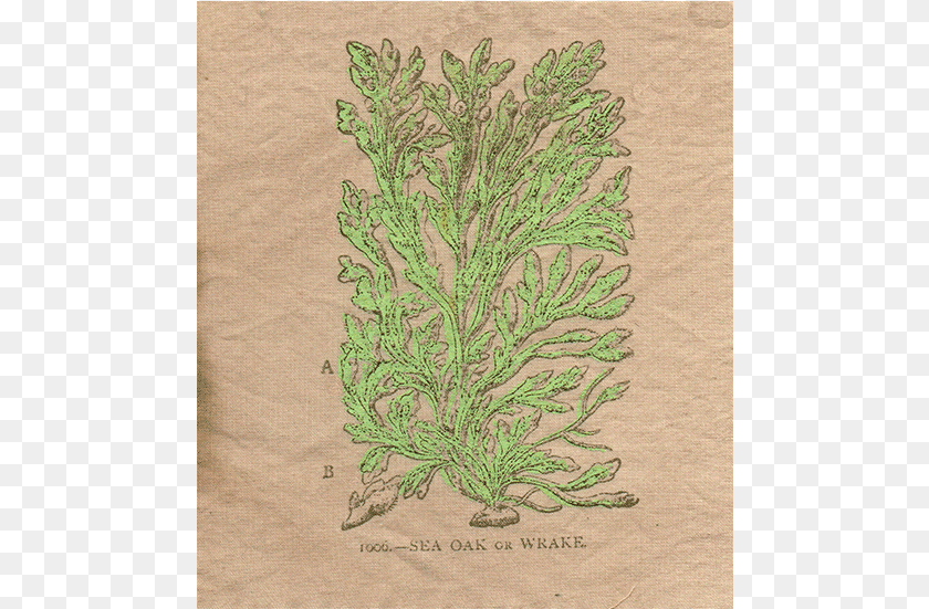 486x551 Patch One Thuya, Embroidery, Pattern, Plant, Herbal Sticker PNG