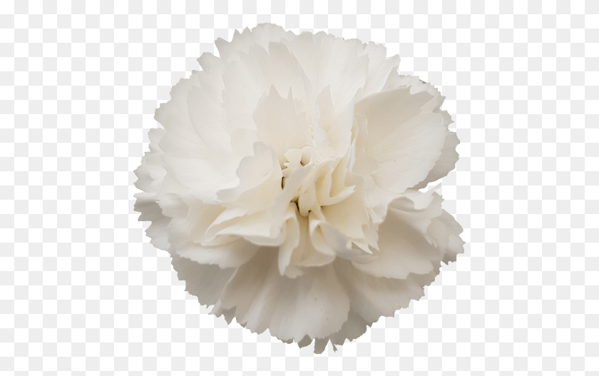 469x467 Descargar Png / Patio, Planta, Flor, Flor Hd Png