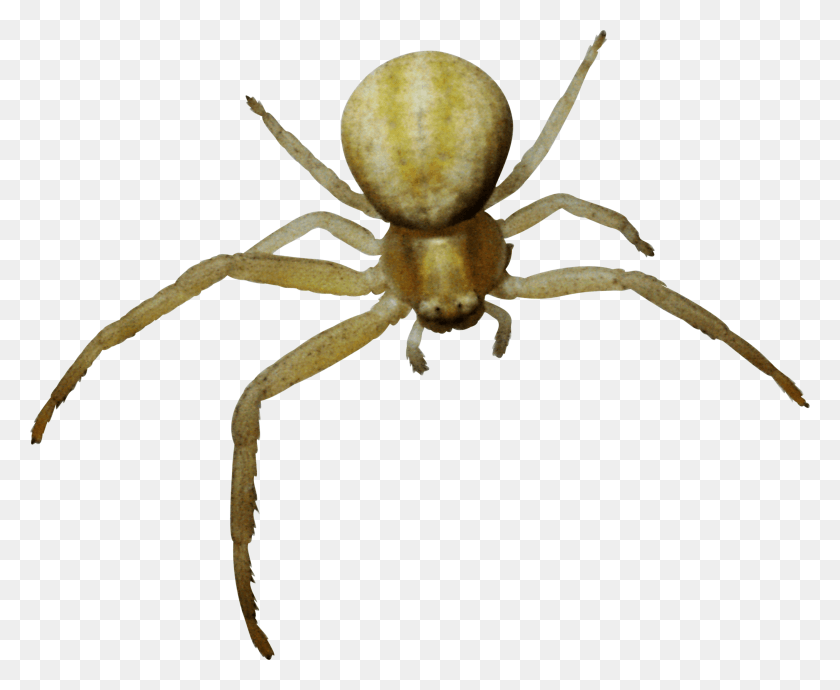 2800x2262 Pauk, Garden Spider, Insect, Spider HD PNG Download