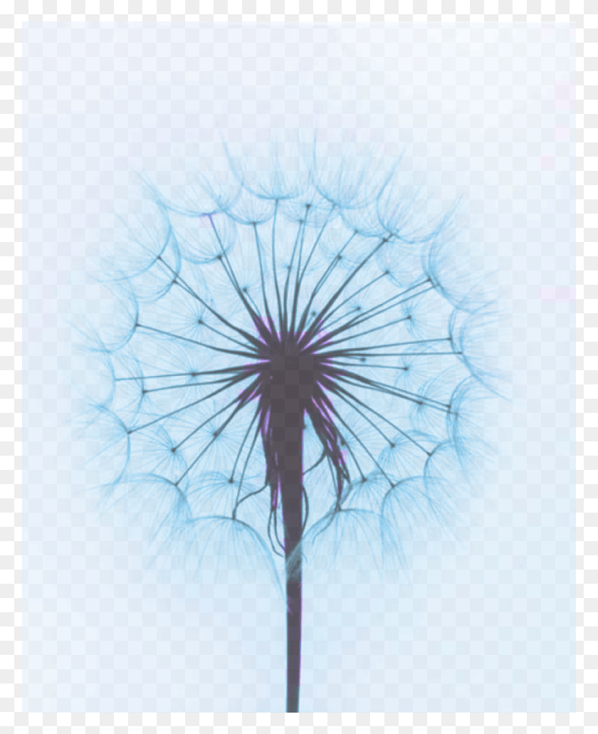 903x1125 Пол Капонигро Фотография, Растение, Цветок, Цветение Hd Png Скачать