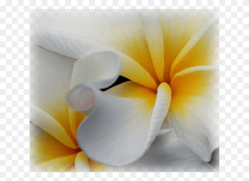 640x551 Pause Giant White Arum Lily, Petal, Flower, Plant HD PNG Download