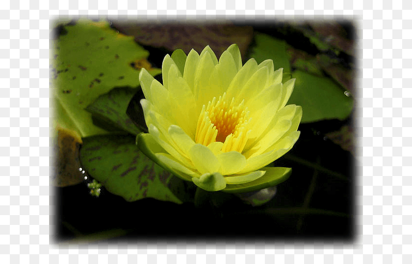 640x480 Descargar Png / Pausa Sagrado De Loto, Lily, Flor, Planta Hd Png