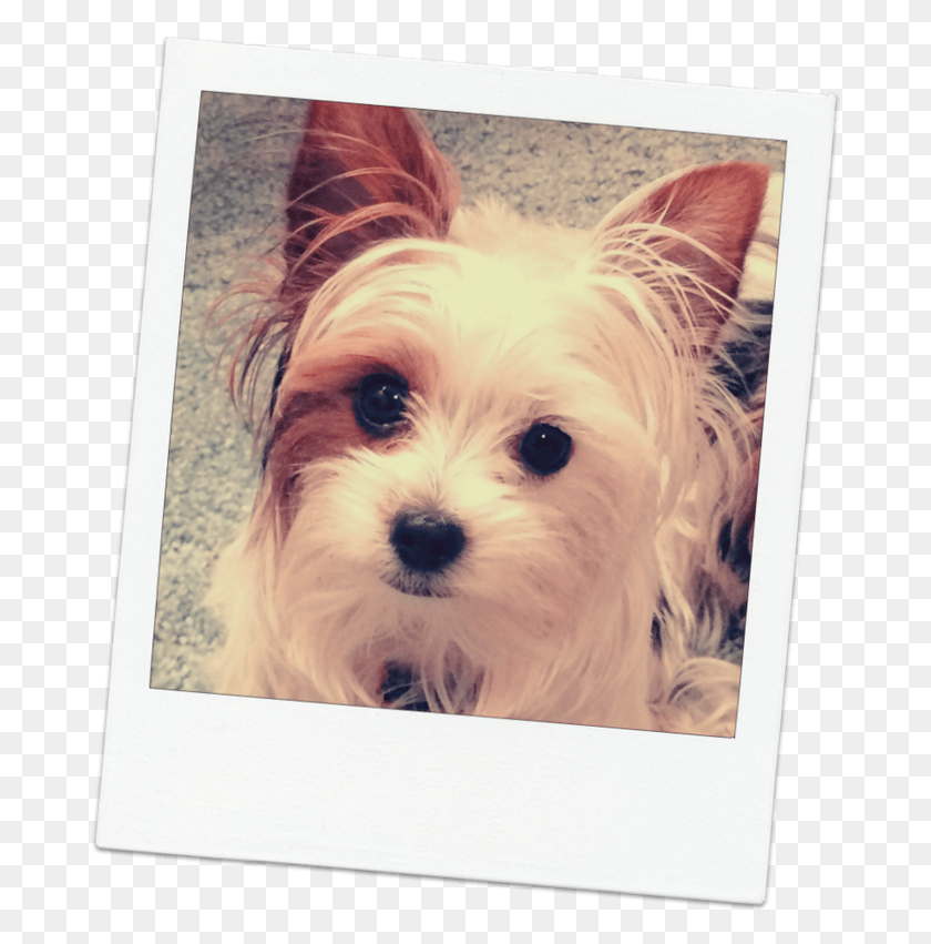 678x791 Pause Yorkshire Terrier, Dog, Pet, Canine HD PNG Download