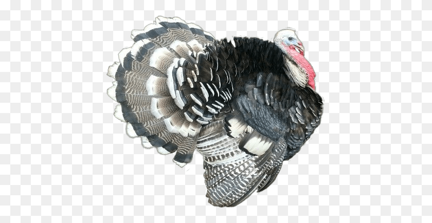 425x374 Pavo Guajolote Chompipe Cono Turkey, Turkey Bird, Poultry, Fowl HD PNG Download