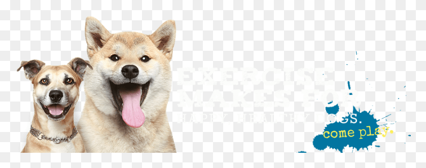 868x302 Paw Pals Is A Crate Free Dog Daycare Facility Designed Akita Inu, Husky, Pet, Canine HD PNG Download
