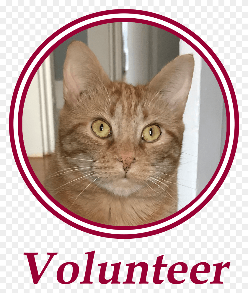 1317x1576 Paws Is An All Volunteer Non Profit Animal Welfare Domestic Short Haired Cat, Abyssinian, Pet, Mammal HD PNG Download