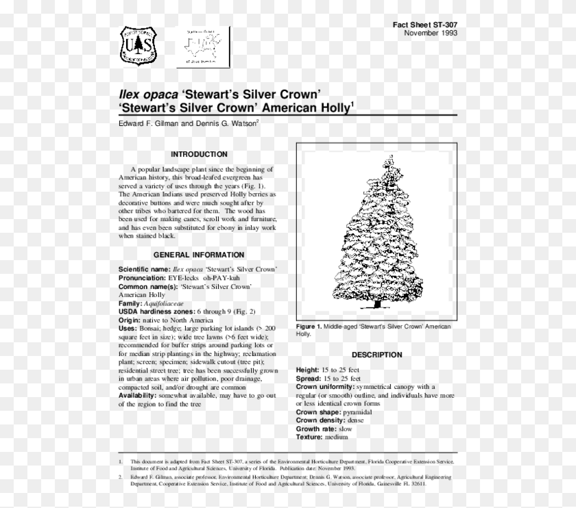 499x682 Pdf American Holly, Tree, Plant, Ornament HD PNG Download