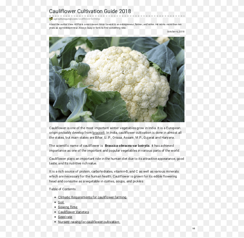 503x762 Pdf Bbrek Ta Drme Yntemleri, Cauliflower, Vegetable, Plant HD PNG Download