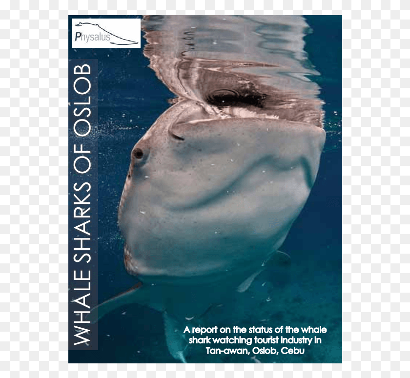 562x715 Pdf Great White Shark, Sea Life, Fish, Animal HD PNG Download