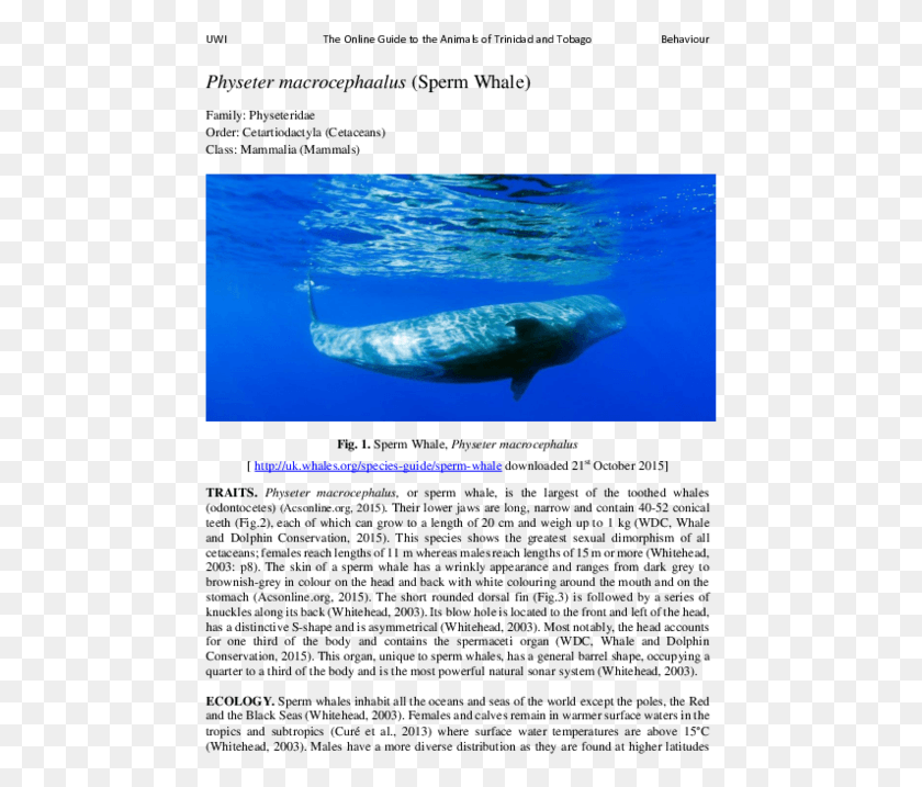 467x657 Pdf Grey Whale, Sea Life, Animal, Mammal HD PNG Download