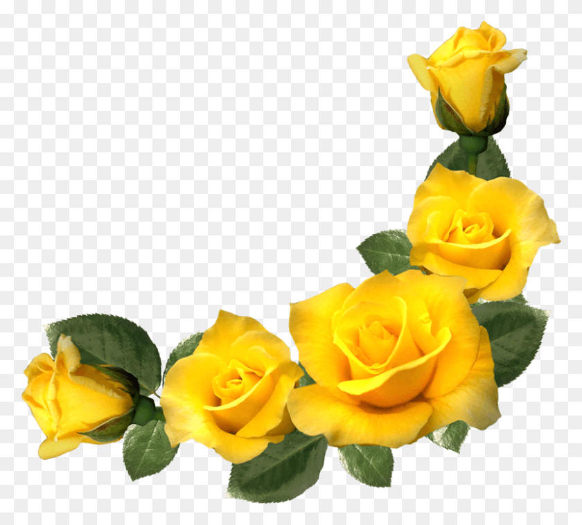 800x716 Pdf Погружение И Расстояние Эстетическая Желтая Роза Угловая Граница, Роза, Цветок, Растение Hd Png Скачать