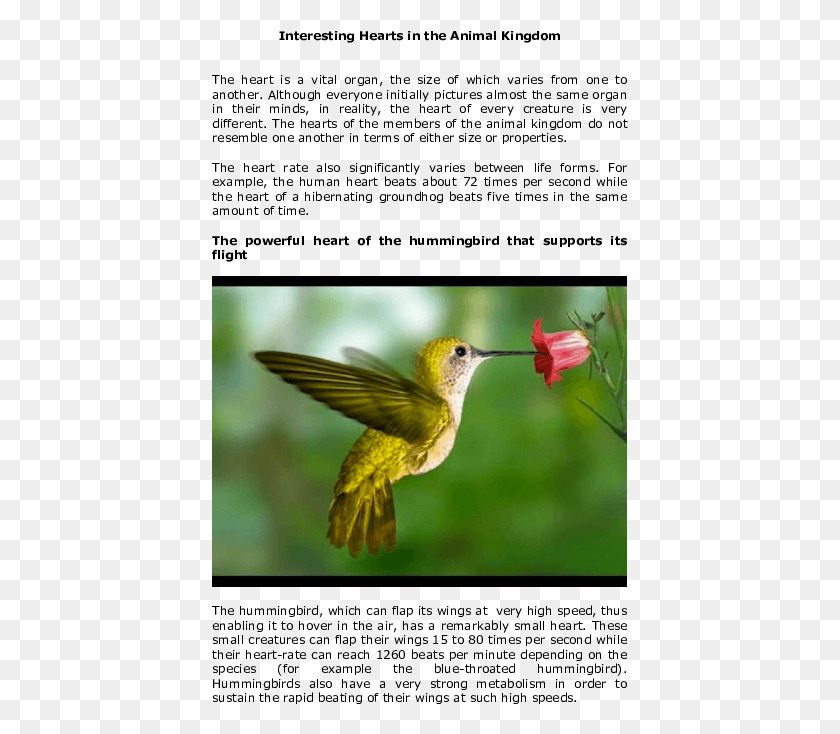 417x674 Pdf Introductory Statistics Plus Mystatlab With Pearson, Bird, Animal, Hummingbird HD PNG Download