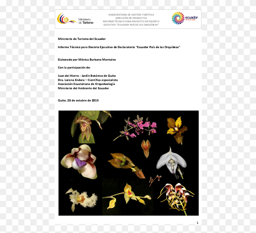 484x705 Pdf Мотылек Орхидея, Растение, Цветок, Лепесток Hd Png Скачать