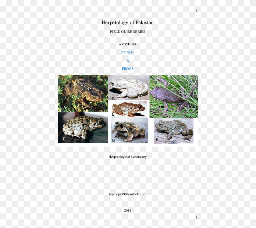 462x688 Pdf Pakistan Frog, Toad, Amphibian, Wildlife HD PNG Download