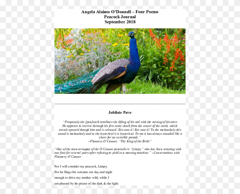 465x619 Pdf Peafowl, Bird, Animal, Peacock HD PNG Download