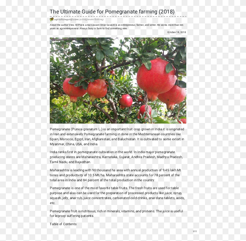 502x763 Pdf Pomegranate, Plant, Apple, Fruit HD PNG Download