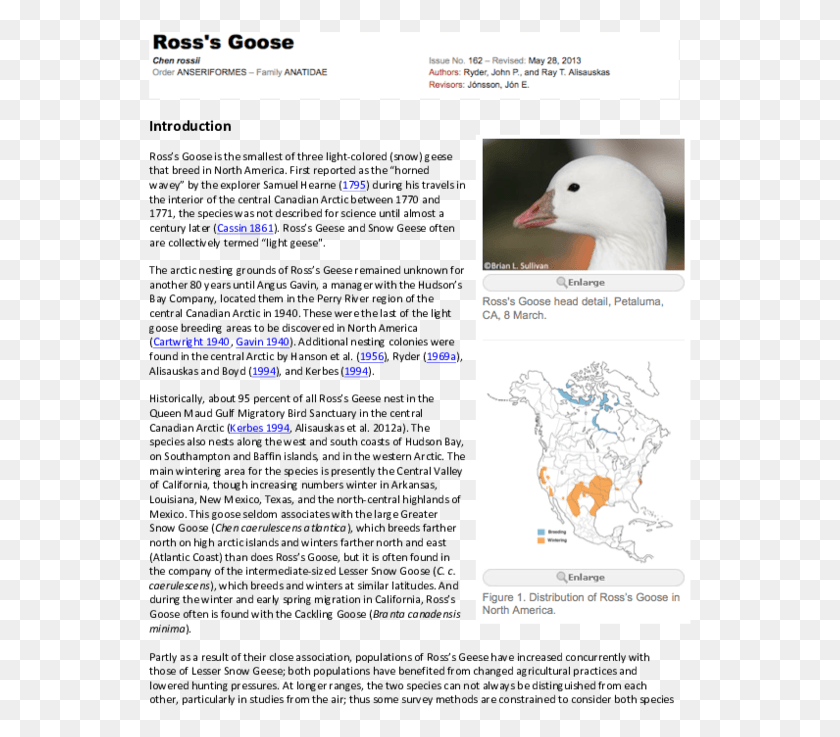 543x677 Pdf Untitled Tailpiece Pg. 135 In The Book Dingo By, Bird, Animal, Seagull HD PNG Download
