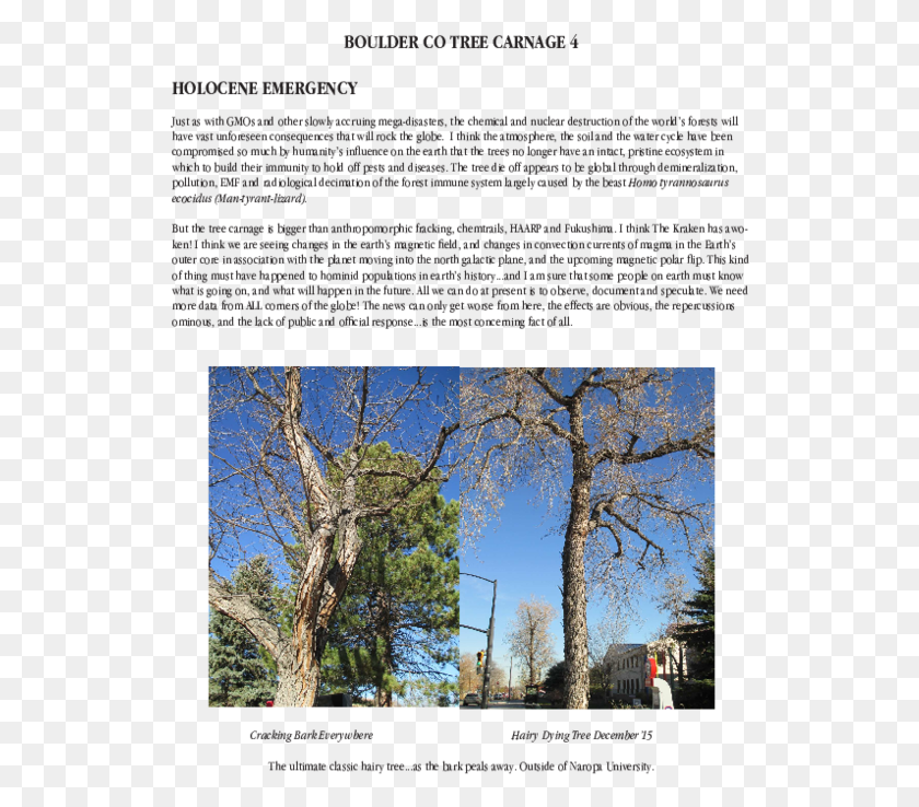 530x678 Pdf Woodland, Tree, Plant, Tree Trunk HD PNG Download