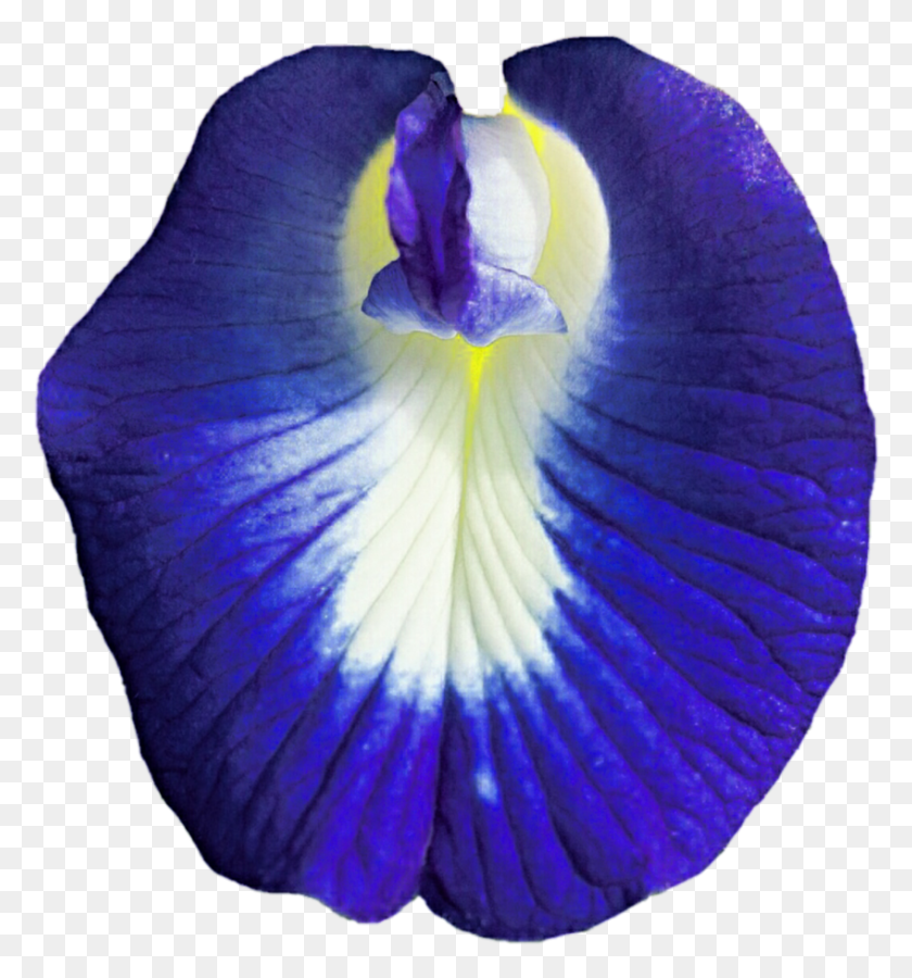 848x914 Pea Flowers Iris Versicolor, Flower, Plant, Blossom HD PNG Download