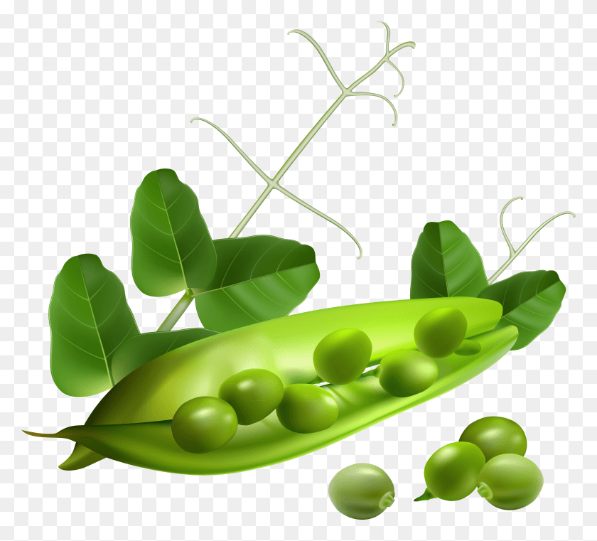 3915x3522 Pea Free Vector Vegetables HD PNG Download