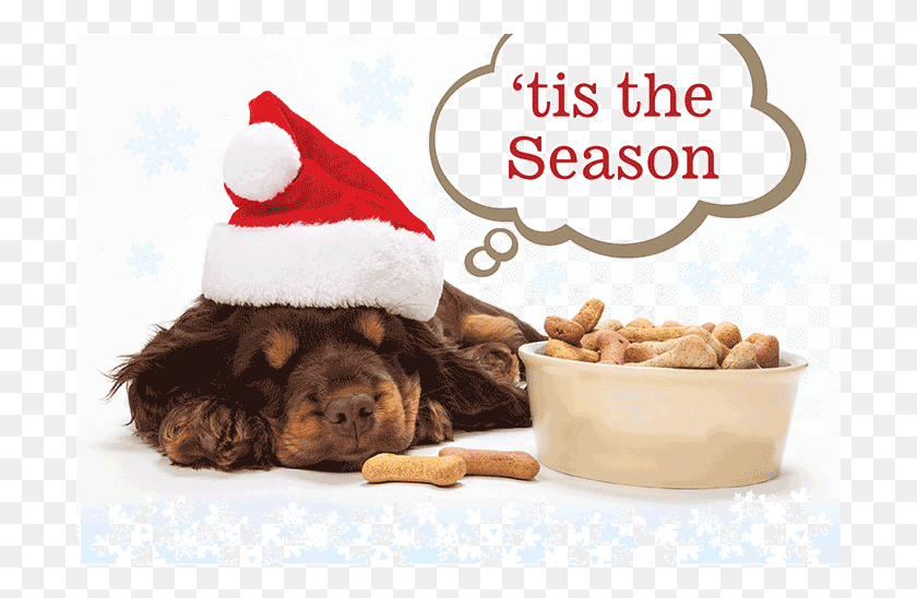 701x488 Peace Amp Joy Dog Bones Weihnachts Hundekekse, Pet, Canine, Animal HD PNG Download
