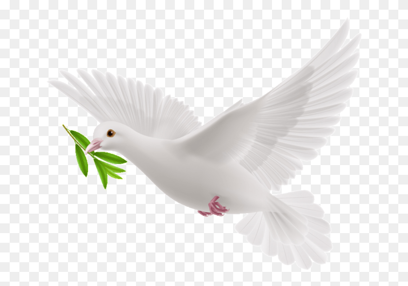 658x529 Peace Dove Flying White Pigeon, Bird, Animal, Dove HD PNG Download