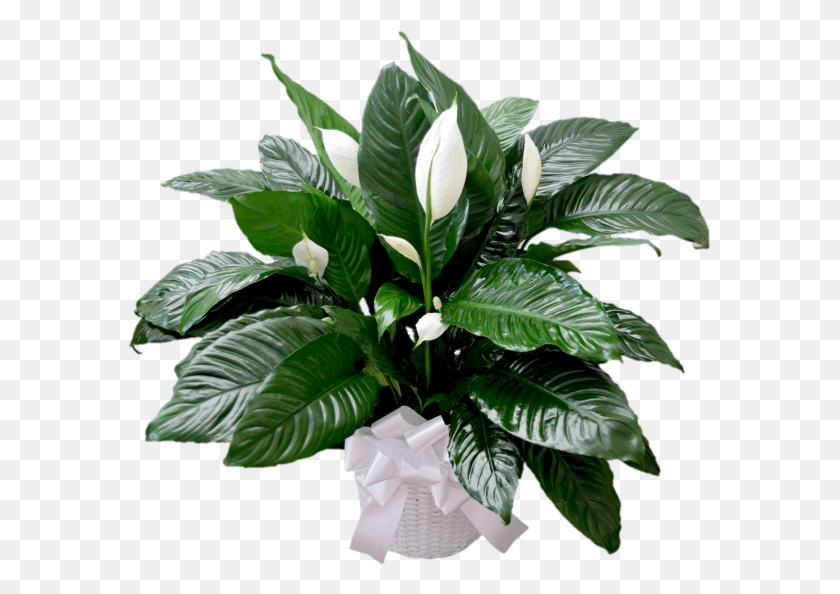 583x534 Png Комнатное Растение Мирная Лилия, Растение, Лист, Цветок Hd Png Скачать