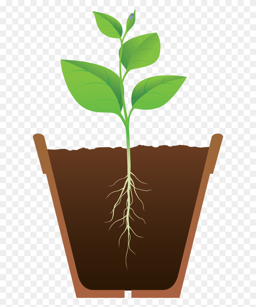 626x947 Peace Naturals Project Cannabis Plant Illustration, Root, Soil, Vase HD PNG Download