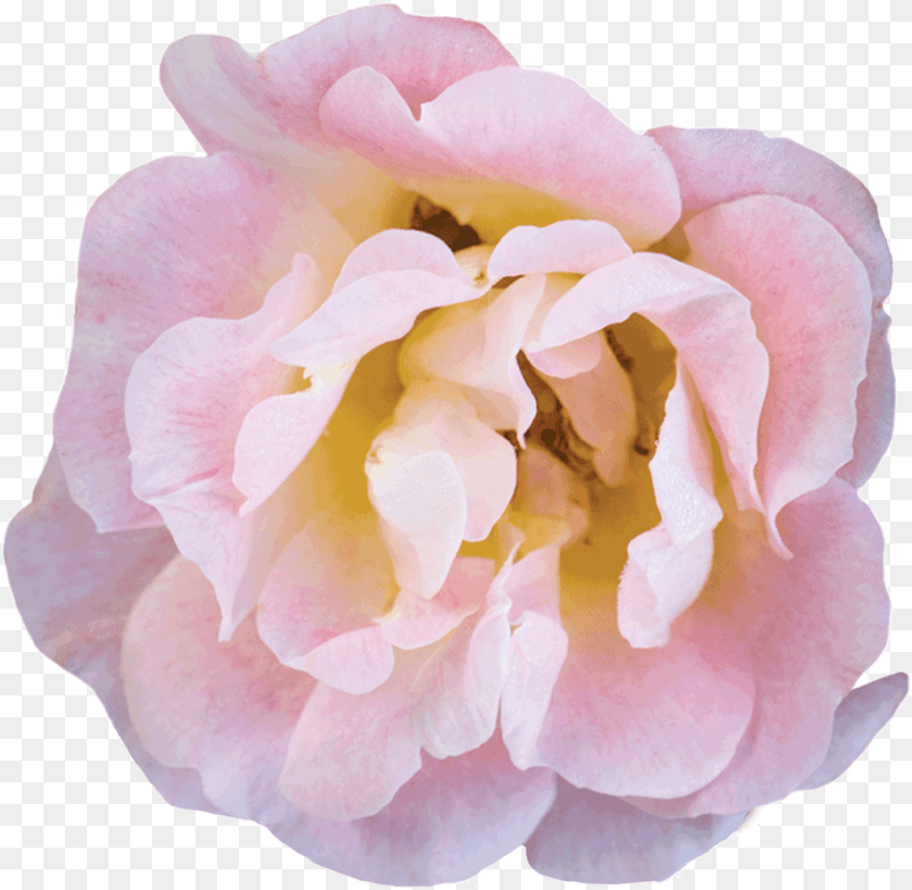 949x925 Peach Bloom Floribunda, Flower, Petal, Plant, Rose Transparent PNG