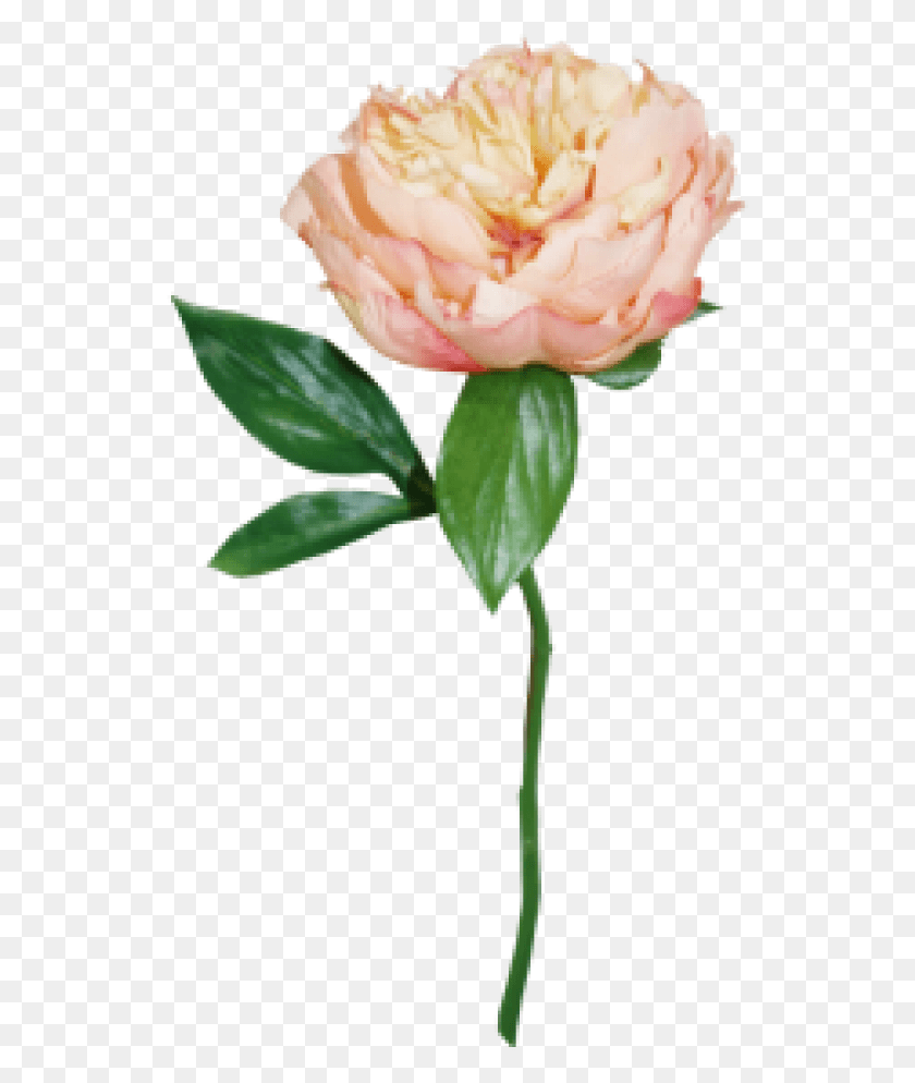 535x934 Персиковый Пион, Растение, Роза, Цветок Hd Png Скачать