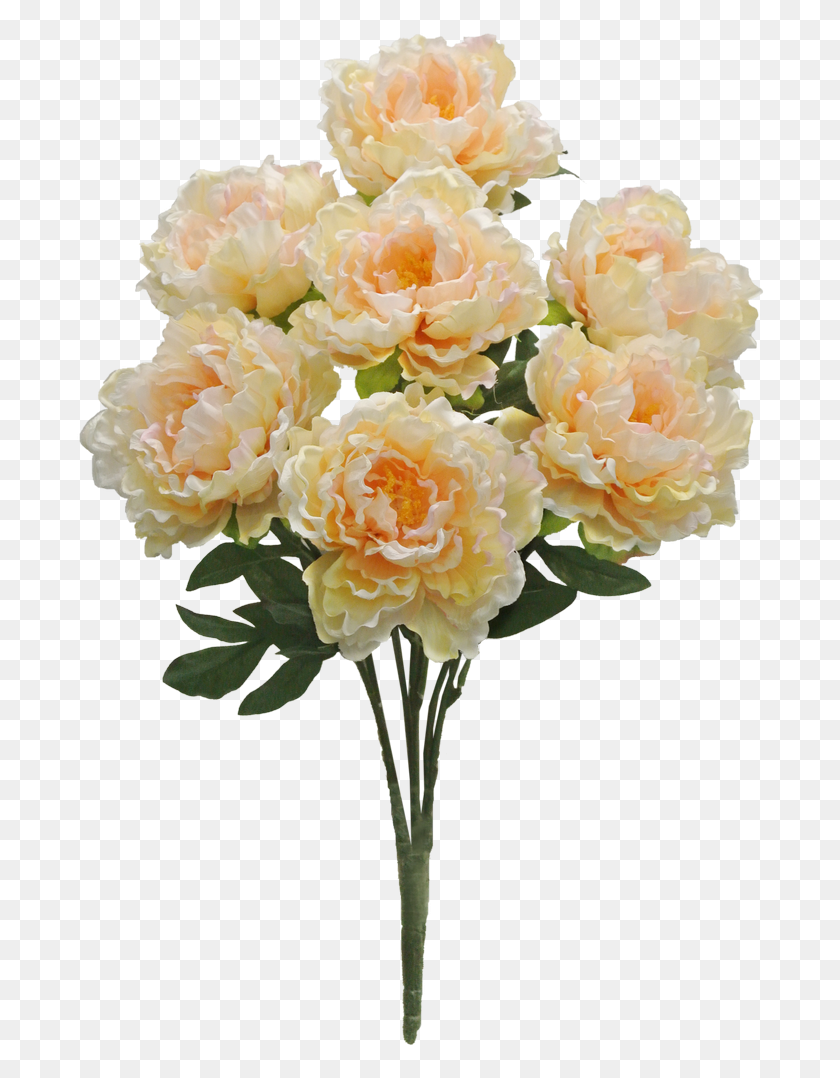 688x1018 Персиковый Пион Куст X7 Распродажа Садовые Розы, Растение, Цветок, Цветение Hd Png Скачать