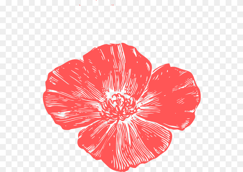 547x597 Peach Poppies Clip Art Flower Clipart Poppy, Anther, Plant, Petal, Hibiscus Transparent PNG