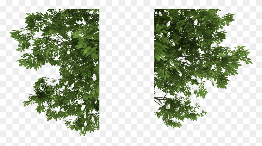 1333x701 Peach Tree Pluspng Real Tree, Leaf, Plant, Potted Plant HD PNG Download